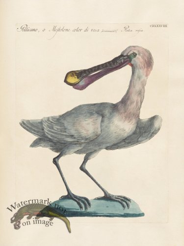 (image for) Manetti 438