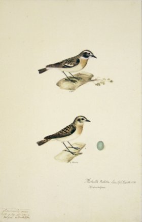 69 Swedish Birds . Motacilla Rubetra, Whinchat.M.F.Egg
