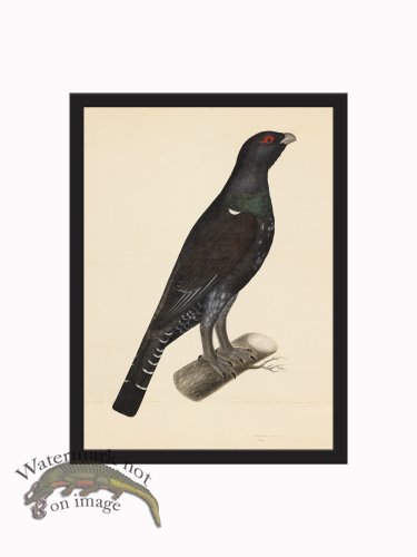 (image for) Rudbeck CFA_BF 07 CAPERCAILLIE