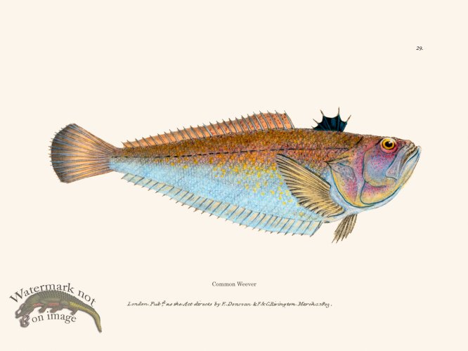 (image for) 029 Common Weever