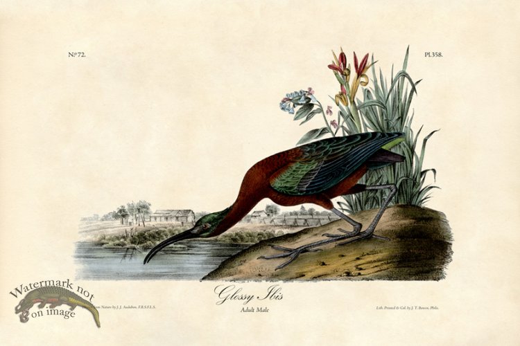 (image for) Glossy Ibis