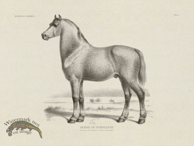 (image for) Horse of Normandy