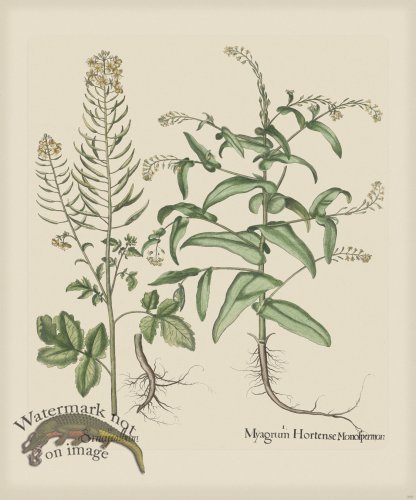 (image for) Besler 269 Colored B2