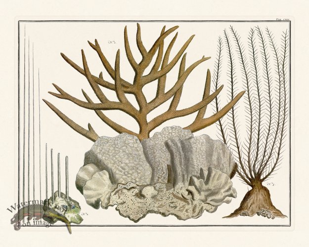 (image for) Seba B2 114 Coral