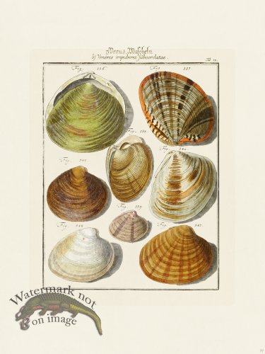 (image for) Martini Shells 077