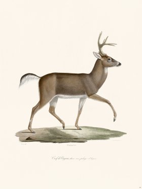 (image for) Cuvier 015 Virgina Deer