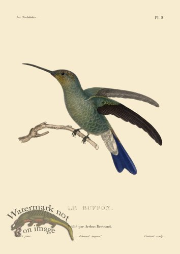 (image for) Humming Bird 05