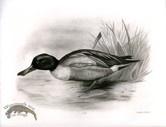 (image for) Bird 16 SHOVELER