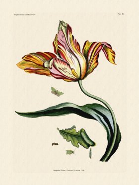 Wilkes Butterflies 055