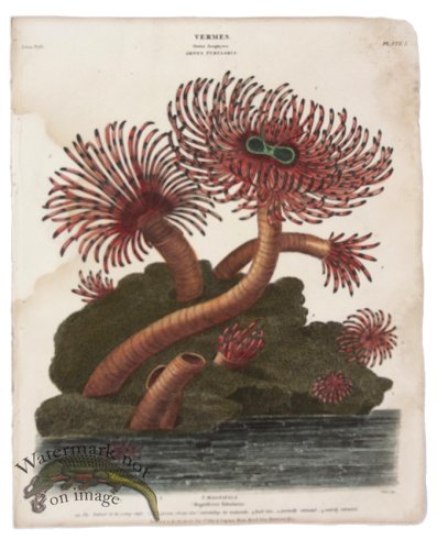 (image for) Magnificent Tubularia