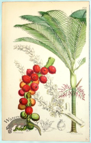 (image for) Curtis Palms 12