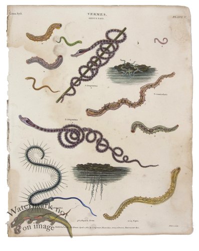 (image for) Sea Worm Serpent