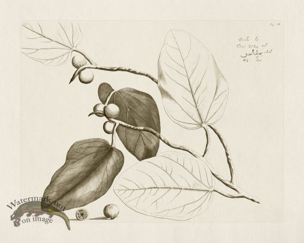 (image for) HORTUS VOL 01 28