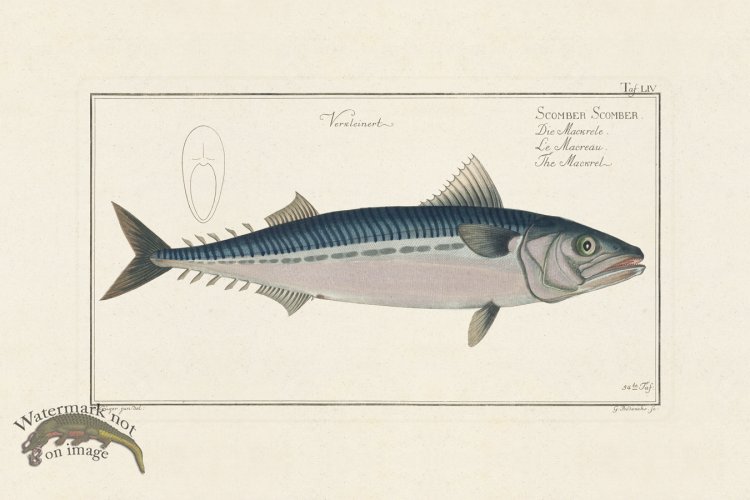 (image for) BLOCH FISH 054