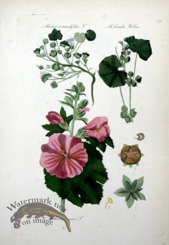 (image for) Deutschlands Flora 04