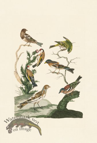 (image for) Pennant Zoology 076