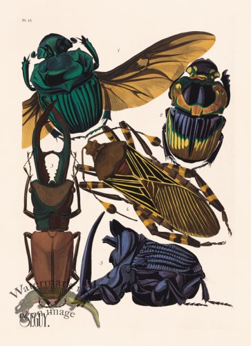 (image for) Seguy Bug 15