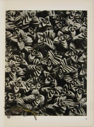 (image for) Blossfeldt T 058