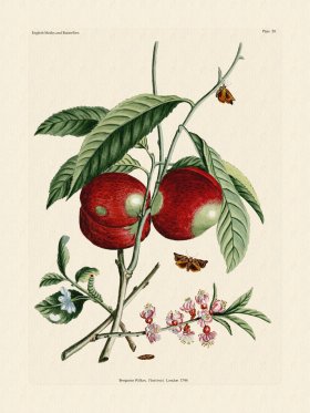 Wilkes Butterflies 059