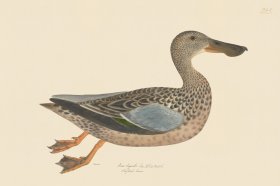 Rudbeck CFA 245 Shoveller