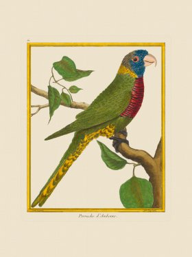 (image for) Martinet Bird 061