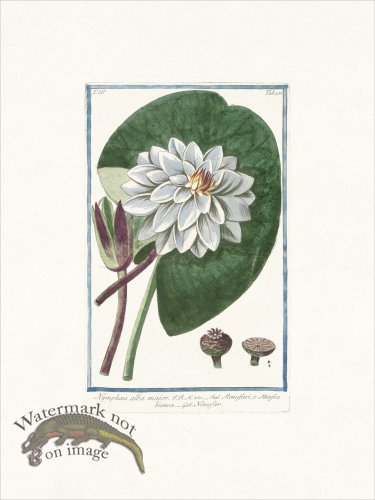 (image for) Bonelli 400 White water-lily
