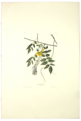 Yellow-Poll Warbler