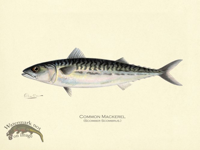 (image for) Mackerel - Common Mackerel