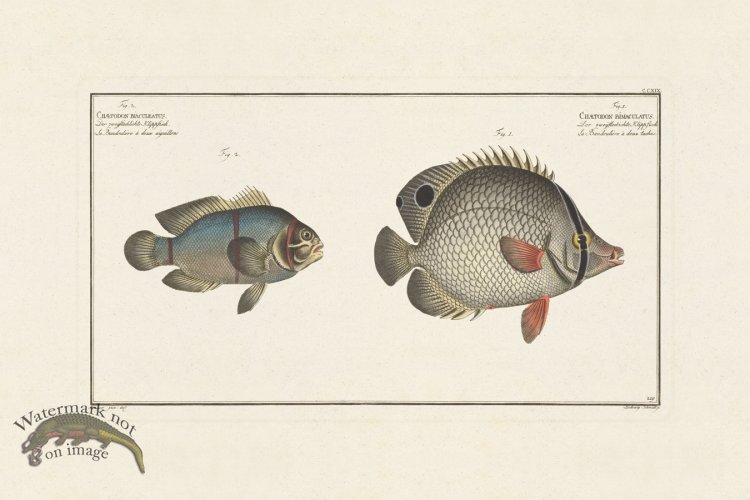 (image for) BLOCH FISH 218