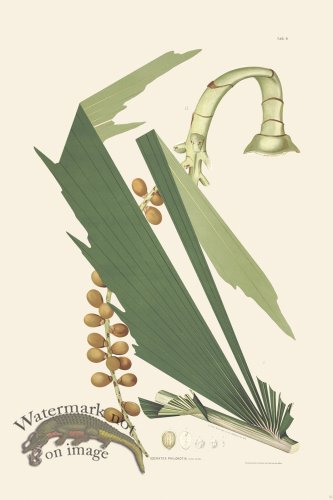 (image for) Rodrigues Palm Front 035