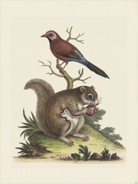 Edwards 191 Brasilisan Finch