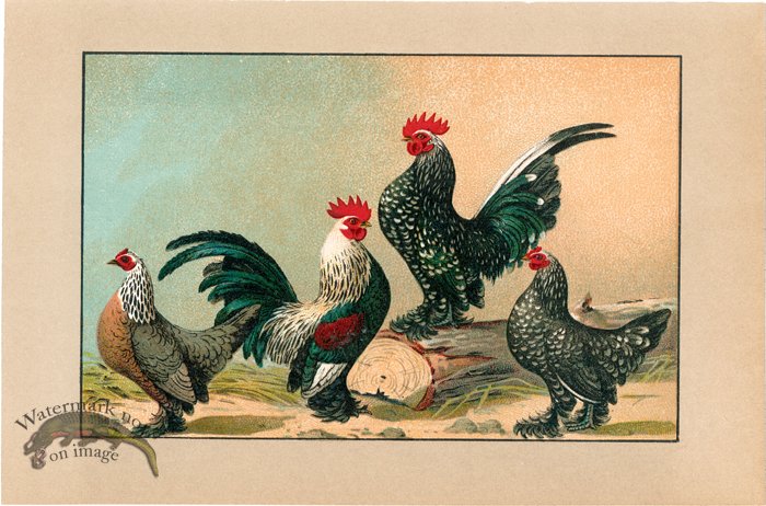 (image for) Chicken 36