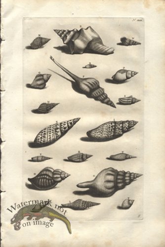 (image for) Rumphius 29