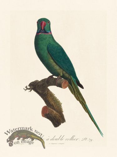 (image for) Barraband Parrot 039