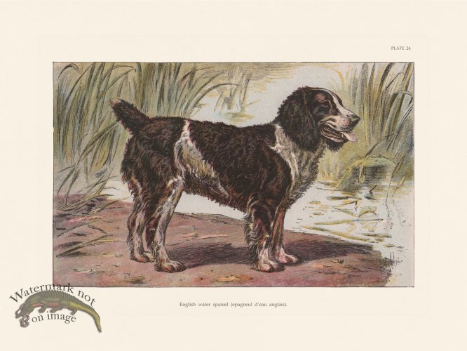 (image for) Les Chiens 024