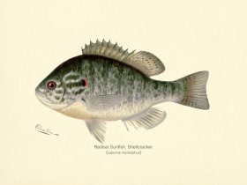 Sunfish Redear Shellcracker