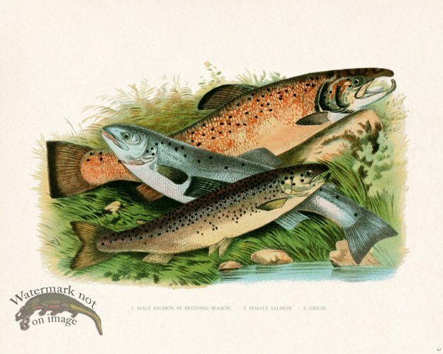 (image for) British FW 41