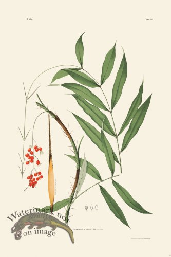 (image for) Rodrigues Palm Front 028