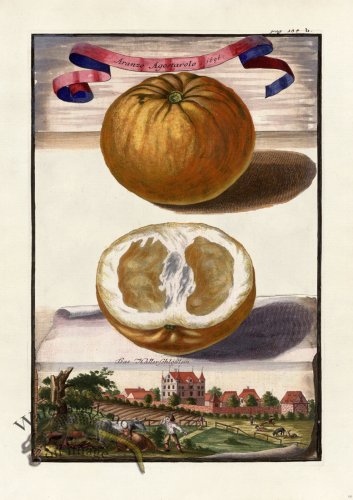 (image for) Volckamer 066