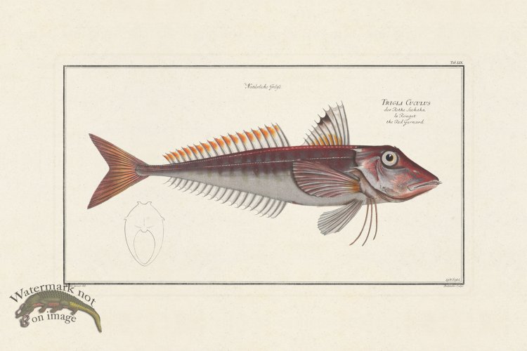 (image for) BLOCH FISH 059