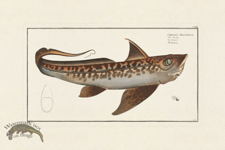 (image for) BLOCH FISH 124