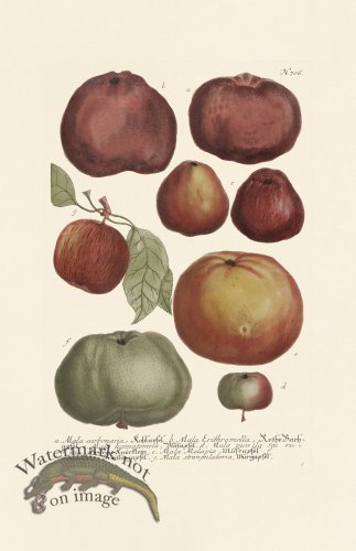 (image for) Weinmann PL 706