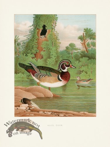 Thomas Gentry Bird 03