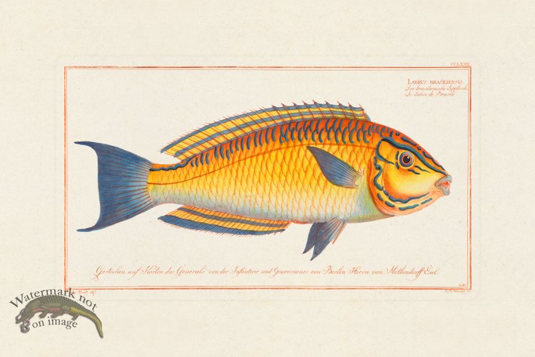 (image for) BLOCH FISH 280