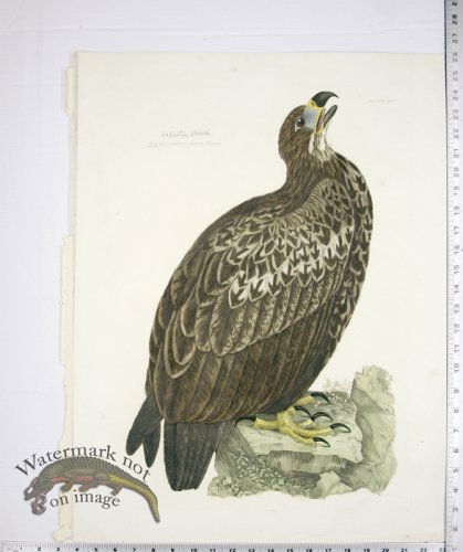 Sea or Cinereous Eagle Young