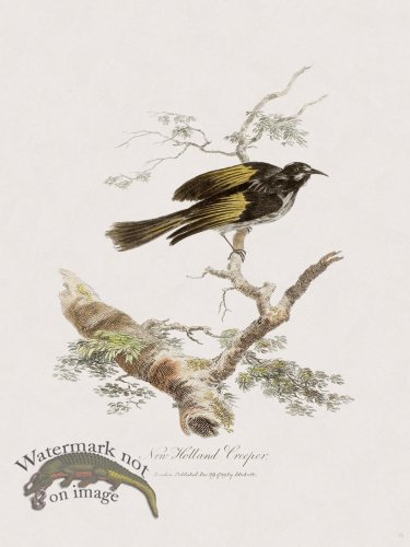 (image for) 15 New Holland Caffowary