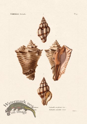 (image for) French Shell 009