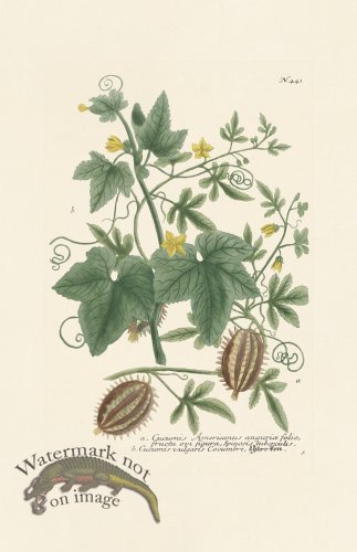 (image for) Weinmann PL 441