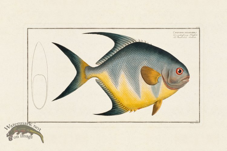 (image for) BLOCH FISH 209