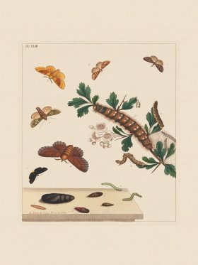 Moses Harris Insects 43